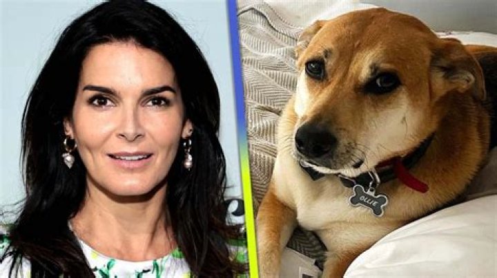 Discover Angie Harmon's Delightful Canine Companion