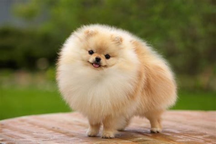 Fluffy's Faithful Companion: Meet His Devoted Wife